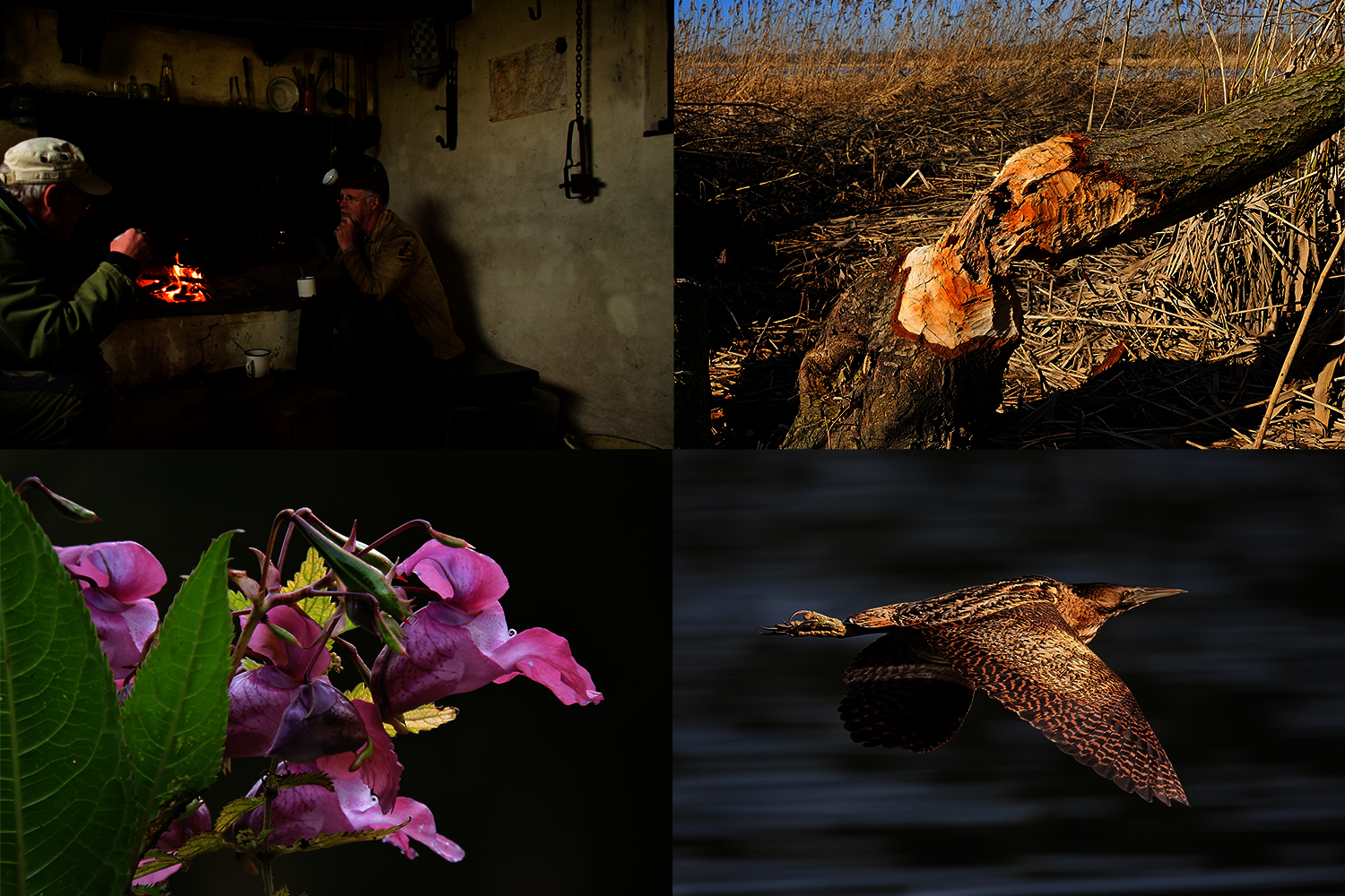 Een collage van de onderwerpen van de natuurverhalen: griendwerkers, diersporen, planten en vogels