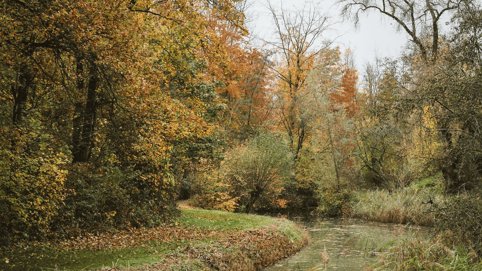 Bomen met oranje, gele en groene bladeren
