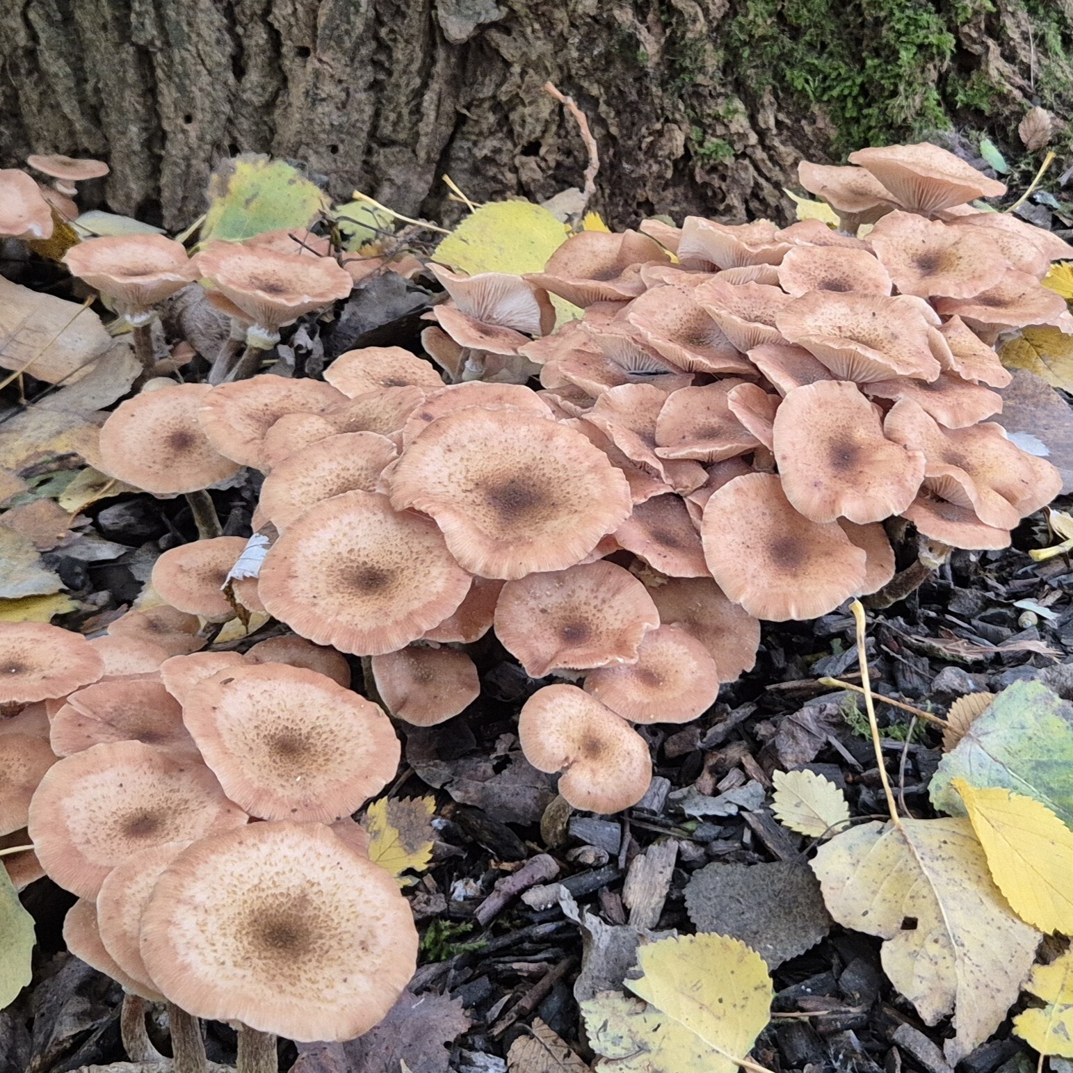 Paddenstoelen Paddenstoelen